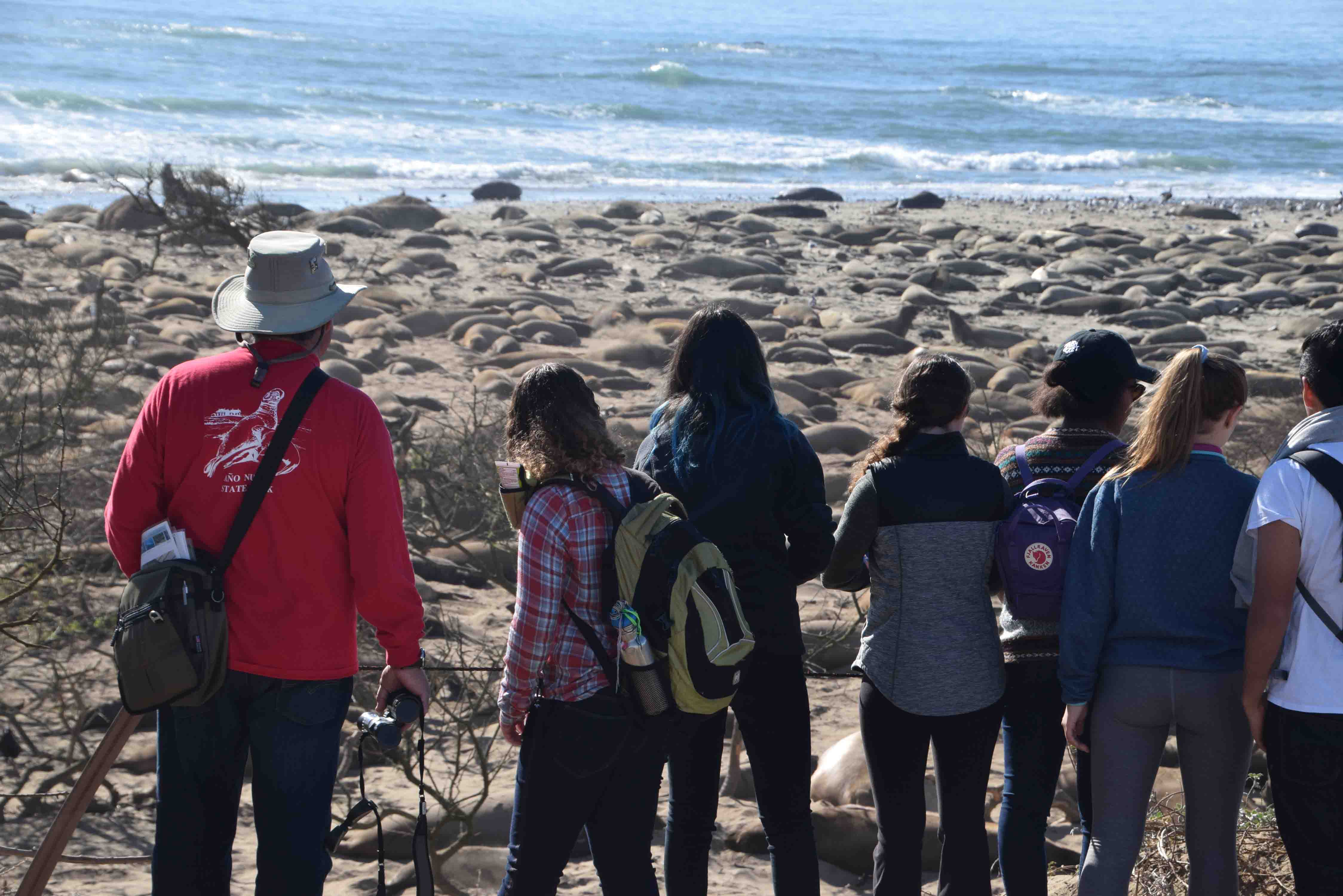 Looking at Seals on the beach.